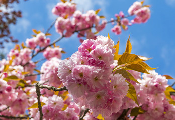 Close-up branch of blossoming pink sakura tree