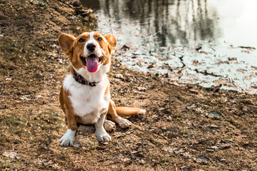 dog breeds corgi cardigan sits by the riverbank