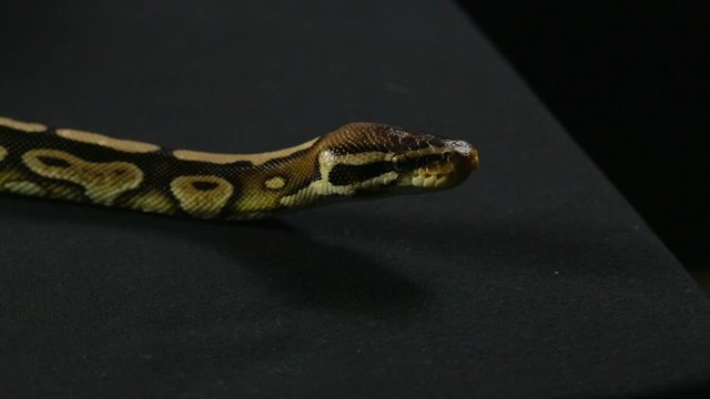 Yawning snake - royal python
