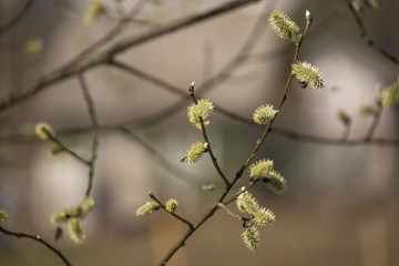 The branch of the pussy willow against the background of a flowering willow and pine forest in natural conditions, daphne willow in vernal season/ .Pussy Willow Sunday