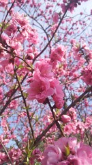 桃の花