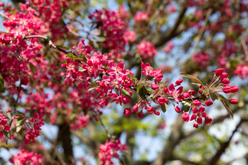 Spring pink crabapple blooming tree flowers on a sky background