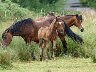 Mares and Foal