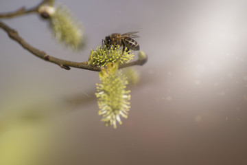 The branch of the pussy willow against the background of a flowering willow and pine forest in...