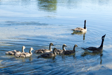 Canadian Goose family vacation
