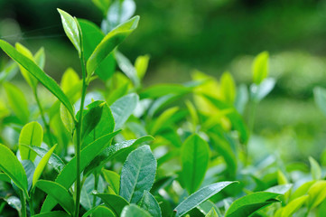 Growing green tea trees in spring mountains