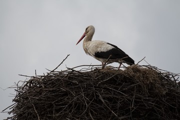 Stork in his nest