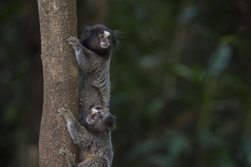 Sagui 2 