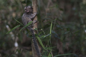 Sagui