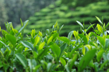 Growing green tea trees in spring mountains
