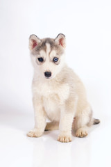 Adorable grey and white Siberian Husky puppy with different eyes sitting indoors on a white background