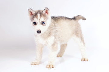 Adorable grey and white Siberian Husky puppy with different eyes staying indoors on a white background