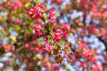 Spring pink crabapple blooming tree flowers on a sky background