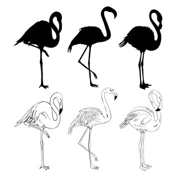 Hand drawing flamingos. Vector illustration
