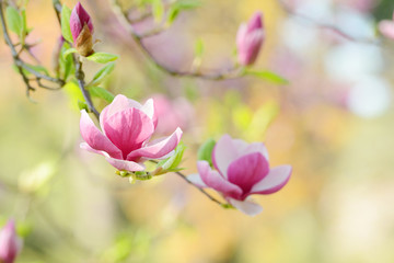 Spring blooming Magnolia flower. Beautiful springtime background on a bright day.