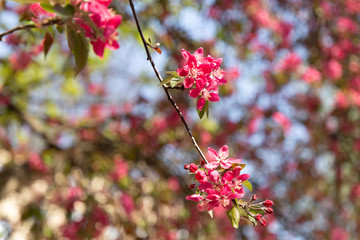 Spring pink crabapple blooming tree flowers on a sky background