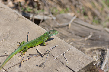 Naklejka na ściany i meble European green lizard (Lacerta viridis) warming its body on an April sun