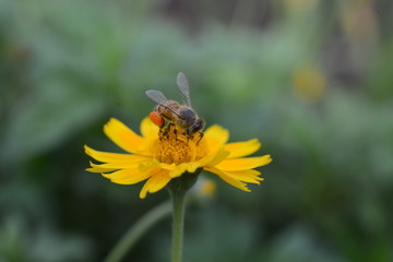 Bee 