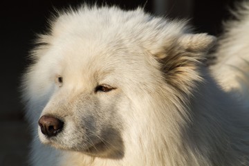 Bajka Samoyed