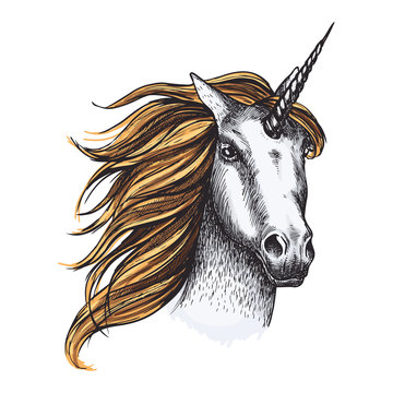 Unicorn horse vector sketch fairy tale animal