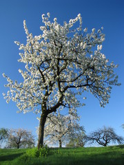 Fototapeta premium Heavenward