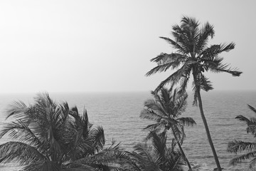 Beautiful palm trees on the background of the sea and the sun. Palm trees on a sunset background. Tropical and exotic landscape. Wallpapers with palm trees. Tinted monochrome, black and white photo