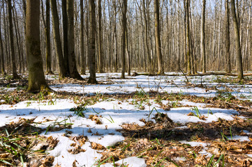 Melting snow in the spring in the forest.