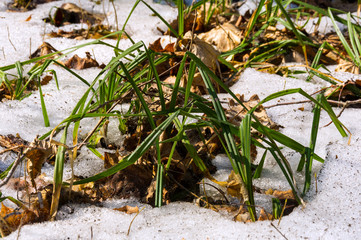 Melting snow in the spring in the forest.