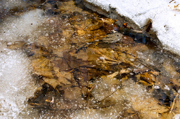 Early spring landscape of the snow in the forest. Melt water in a spring stream on a sunny day in the forest.