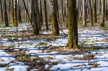 Melting snow in the spring in the forest.