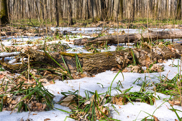 Melting snow in the spring in the forest.