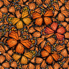 monarch butterflies migration - obrazy, fototapety, plakaty