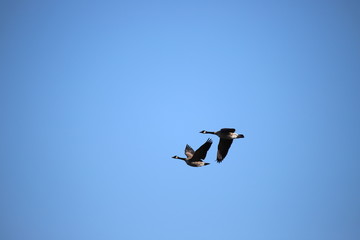 The Beauty Of Flying