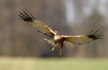 Marsh harrier (Circus aeruginosus)