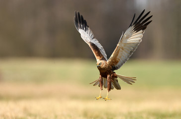 Marsh harrier (Circus aeruginosus)