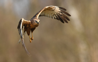 Marsh harrier (Circus aeruginosus)