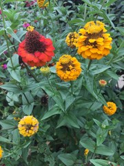 fleurs