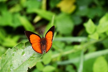 Rapala iarbus iarbus , Common Red Flash Butterfly spread  orange wings on leaf with natural green background,Thailand