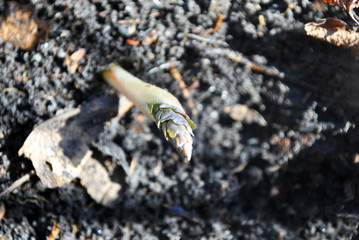 Corydalis bracteata first spring sprouts growing on background of black earth