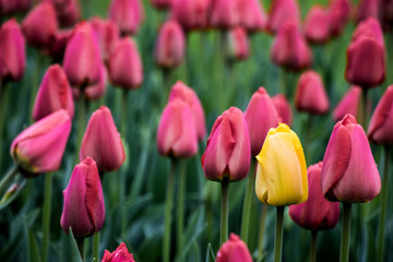 Fototapeta premium Tulips