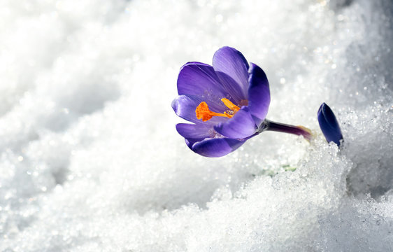 Flower Crocus in the snow after snowfall in April 