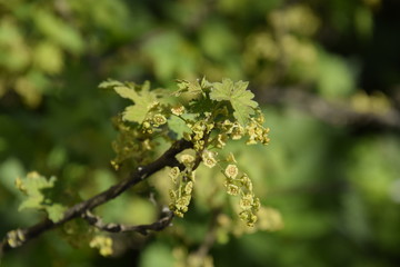Flowers of red currant in spring on a stalk.