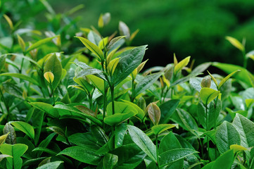 Growing green tea trees in spring mountains