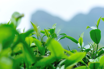 Growing green tea trees in spring mountains