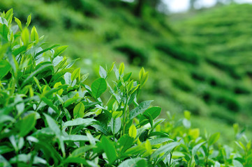 Fototapeta na wymiar Growing green tea trees in spring mountains
