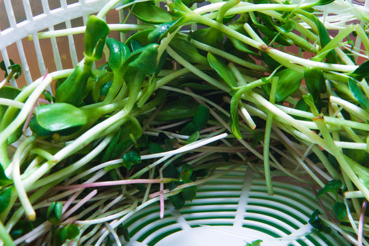 close-up micro greens in white drier