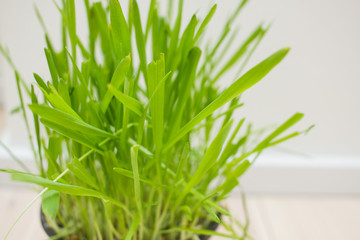 Close up green grass on the white wall bacground