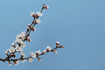 Branch of a blooming tree. Isolated