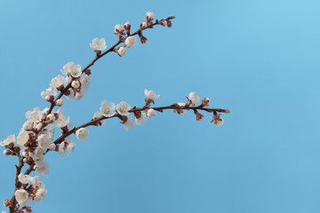 Branch of a blooming tree. Isolated