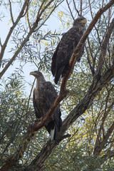 bird, eagle, white-tailed eagle